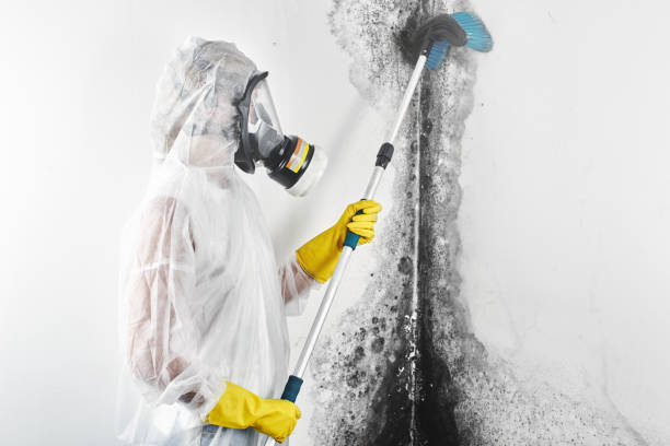 Best Mold Damage Restoration  in Evansville, WI