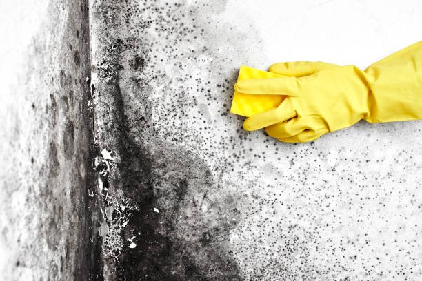 Mold Removal for HVAC Installations in Evansville, WI