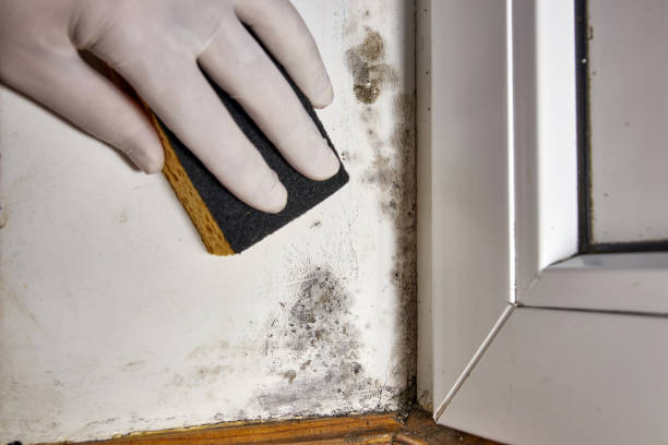 Best Emergency Mold Remediation  in Evansville, WI