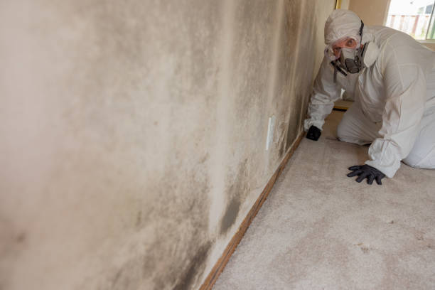 Best Biohazard Mold Removal  in Evansville, WI